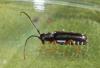 Menesia bipunctata